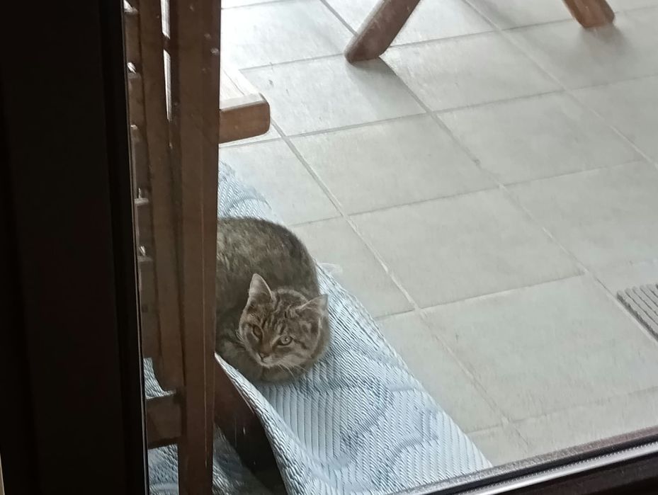 Kotki  za  darmo