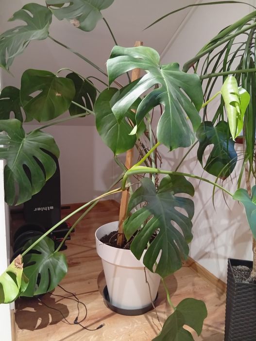Monstera duża i piękna