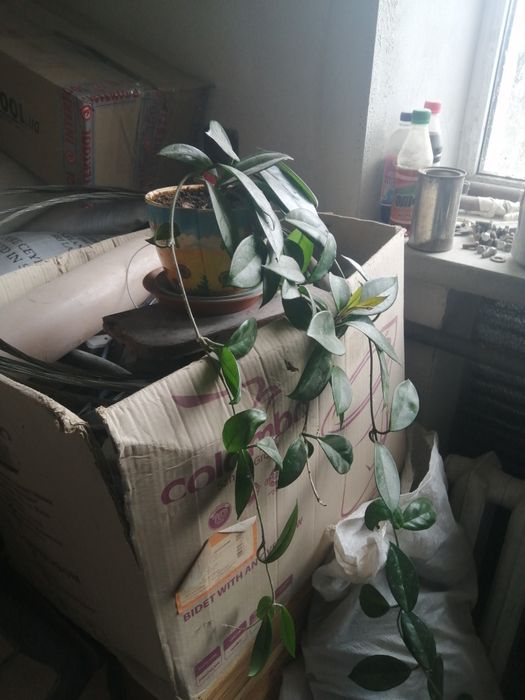 Кімнатні рослини різноманітні.