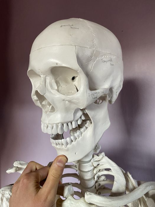 Szkielet człowieka model anatomiczny