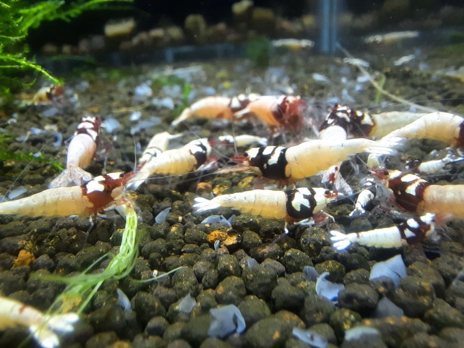 krewetki akwariowe Cardina Pinto Red Spotted Head