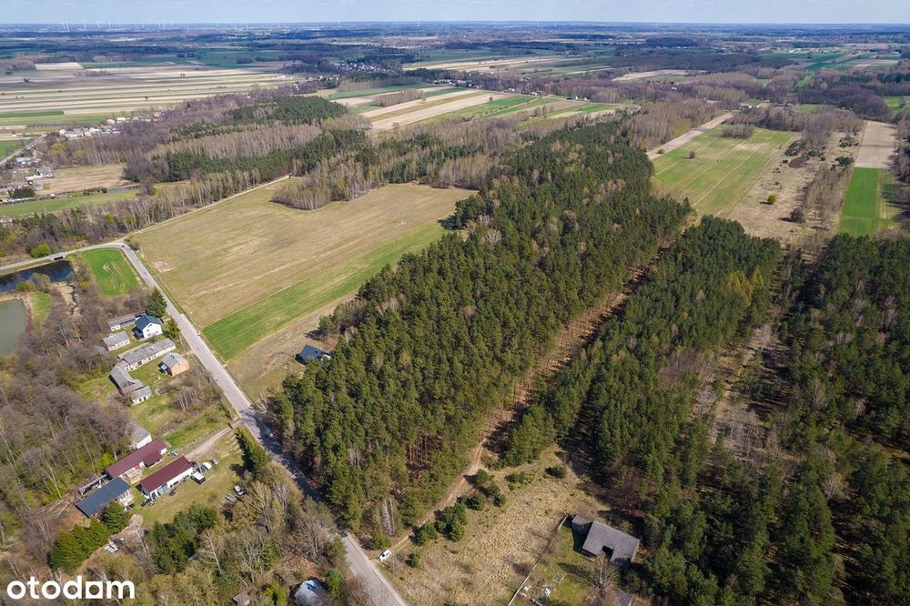Piękne działki leśne las natura sosna teren stworzony pod rekreacje - Widok 3