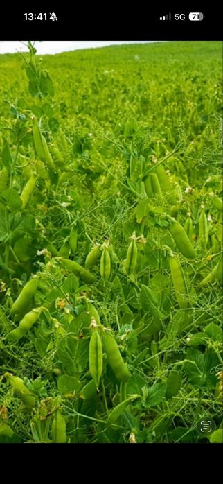 Groch Salamanca jadalny/pastewny