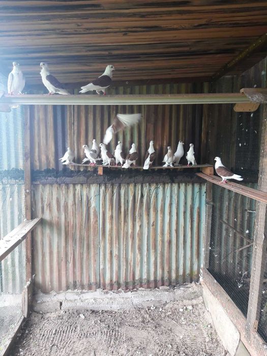 Sprzedam mewki młode