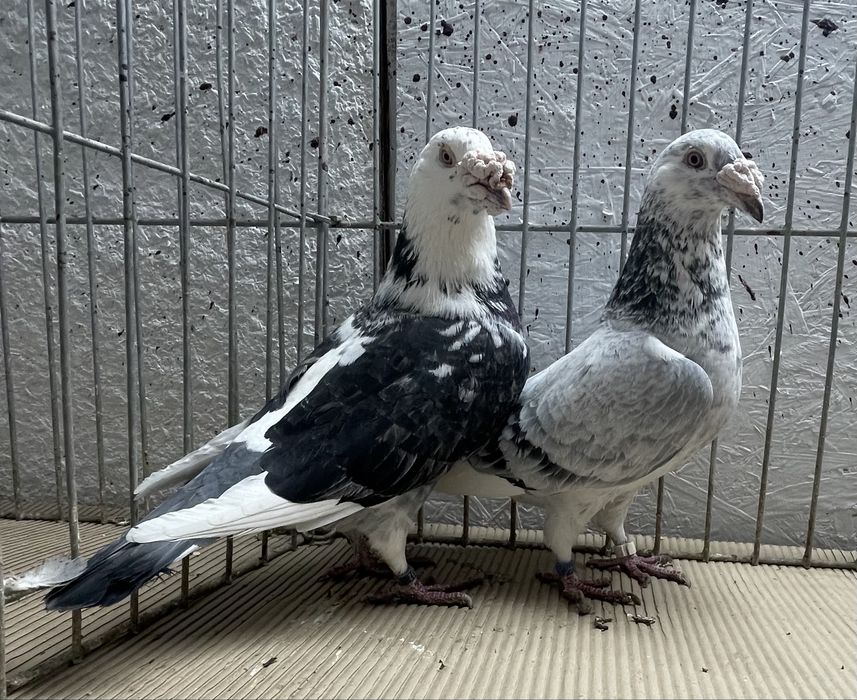 Pocztowy staropolski 3 pary