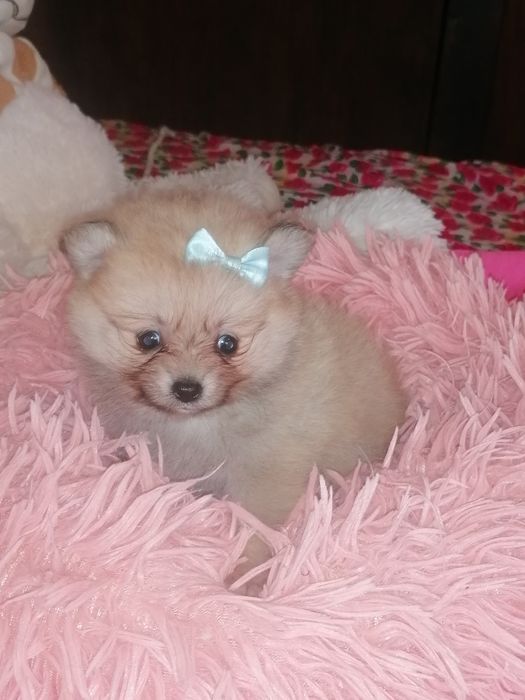 Spitz alemão pequenino