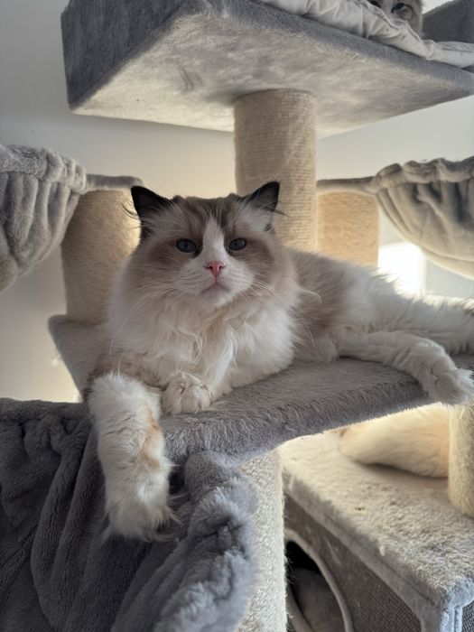 Ragdoll dwu letni kocurek