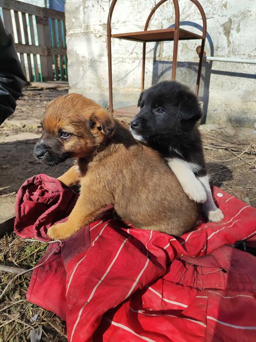 Отдам в добрые руки щенки 4 мальчика и 1 девочка