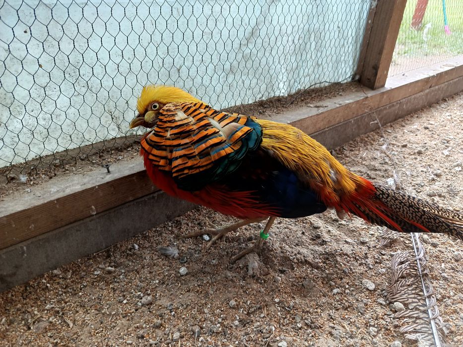 Bażant złocisty samczyk