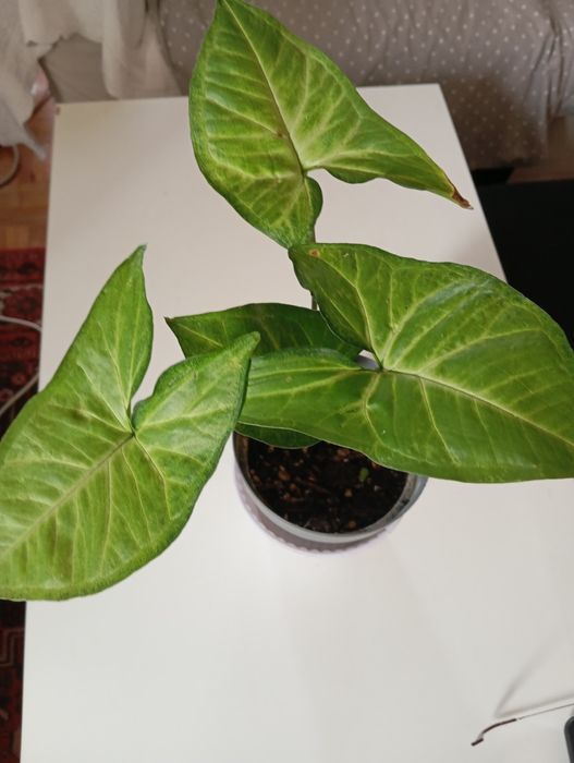 Singonio planta natural