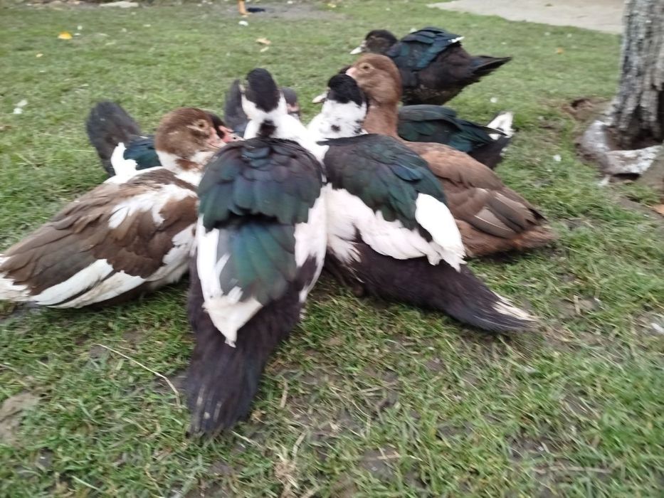 Індокачка, мускусні качки, качур