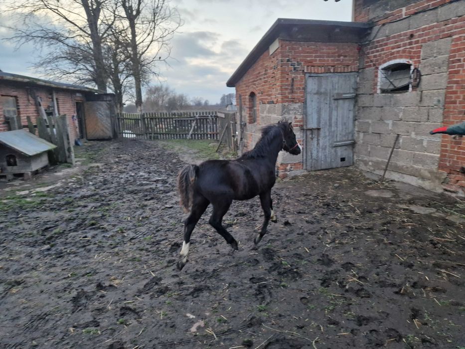 Ogierek kuc walijski odsadek PL PLUTON