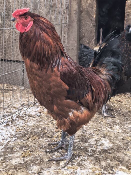 Sprzedam młode koguty