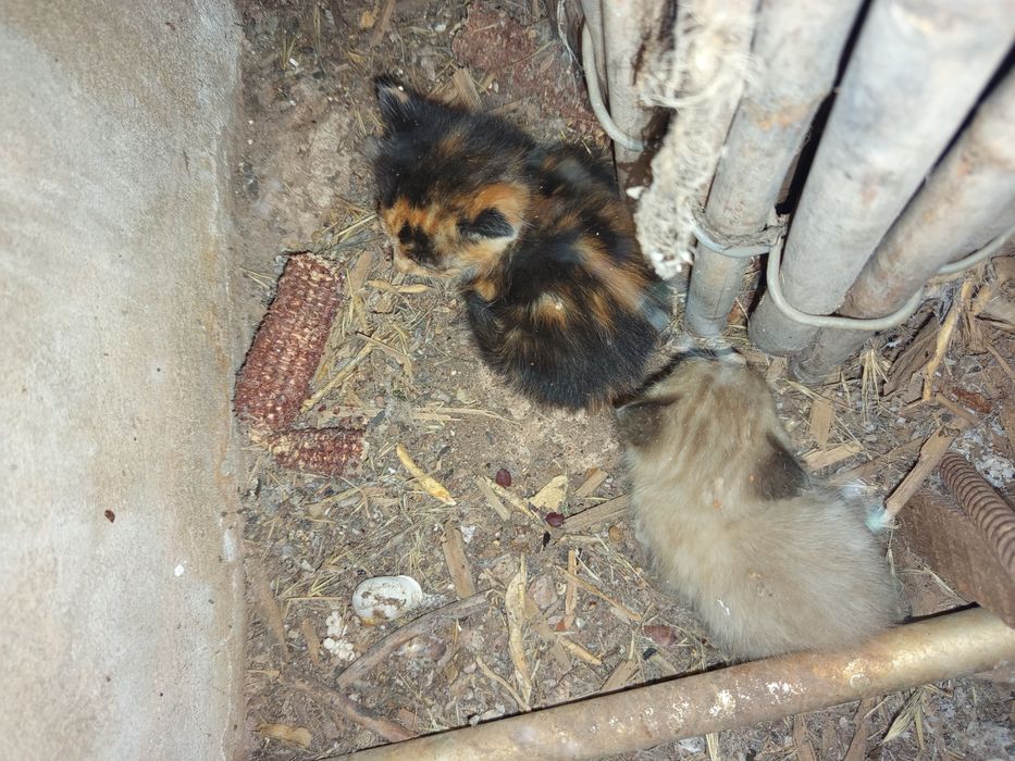 Gatinhos bebé para adoção com 1 mês