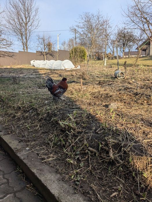 півень молодий півник