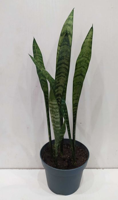 Сансевиерия растение