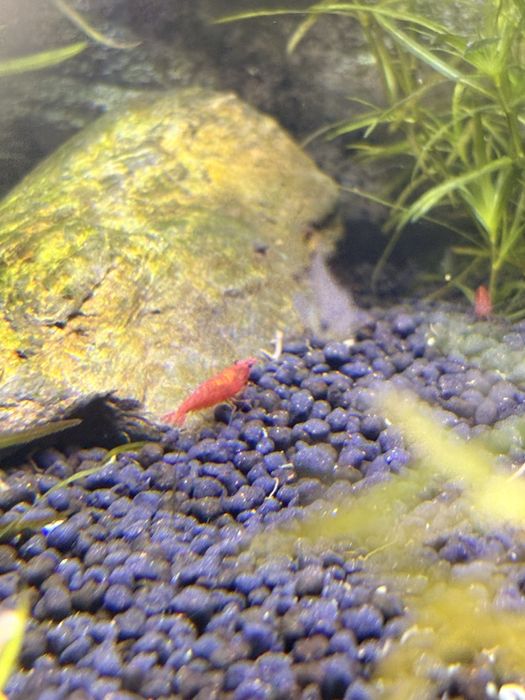 Camarões Neocaridina (Red Cherry)