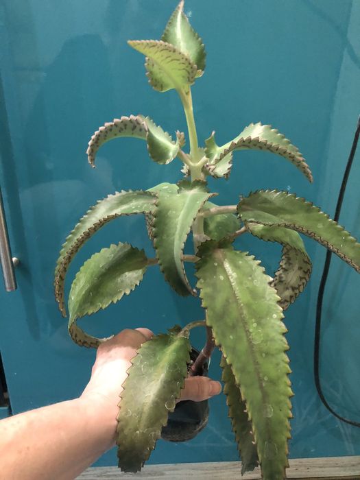 Лечебное каланхоэ (от насморка и гаймлрита)