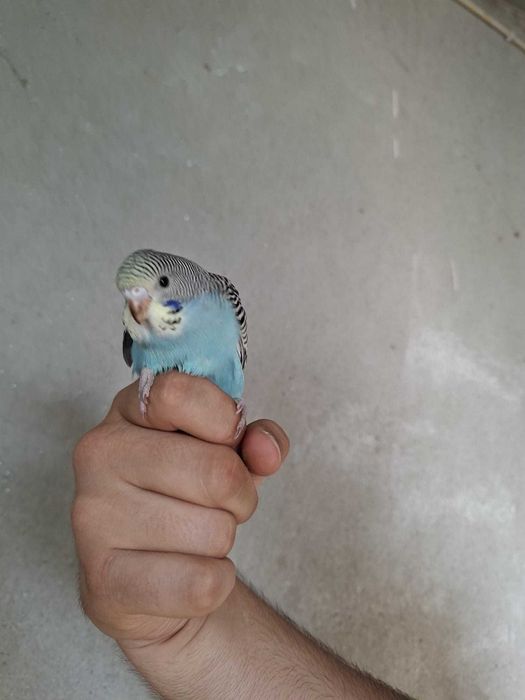 Periquito-Australiano Azul Celeste Normal