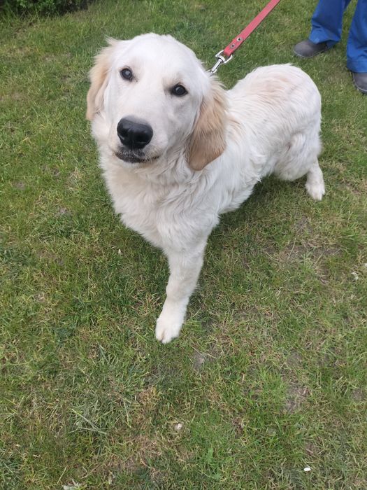 Pies Golden Retriever