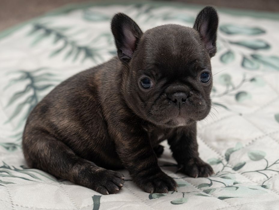 Buldog francuski FCI ZKwP