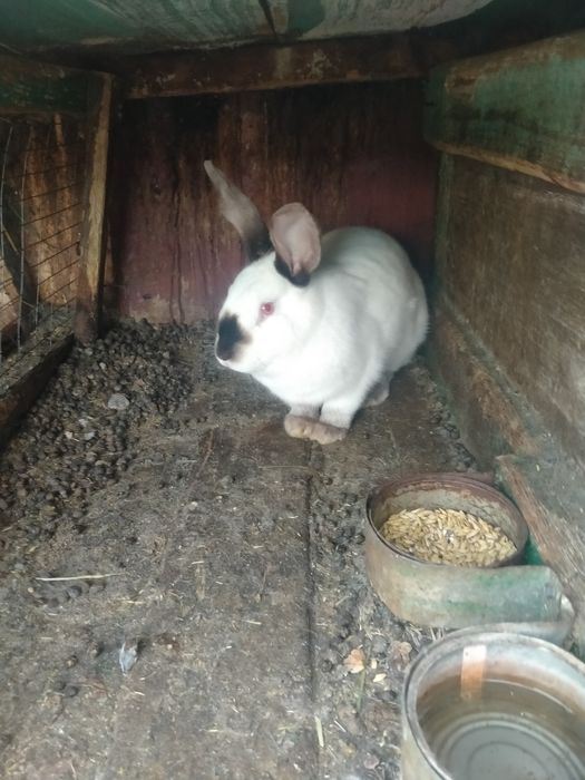 Кролики різного віку