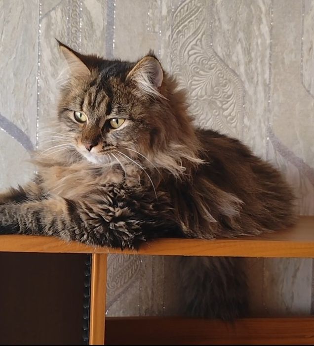 Кошеня Амурчик , 9 місяців