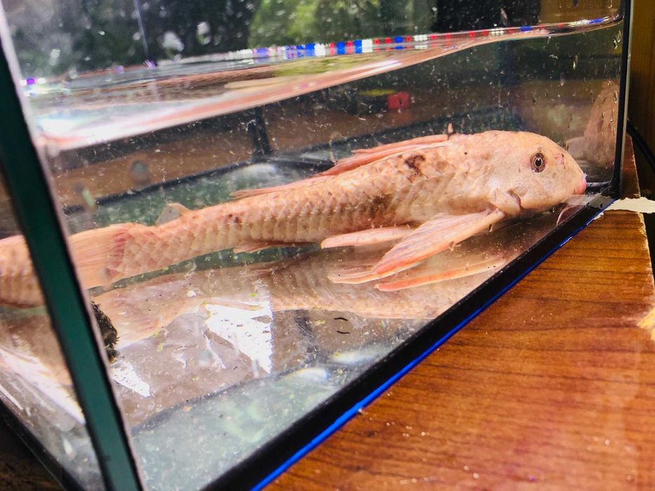 Glonojad , Zbrojnik Albinos 30 cm