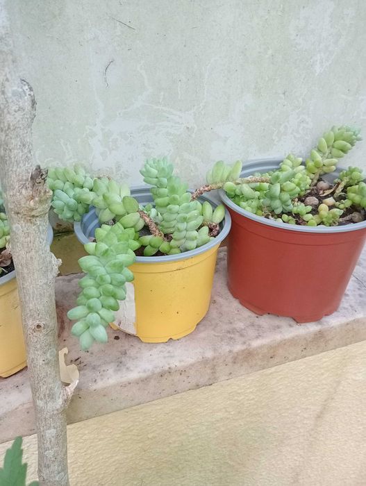 Planta natural, suculenta pendente, Rabo de burro ou Dedo de moça