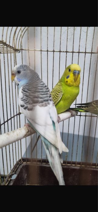 Casal de agapornis e periquitos