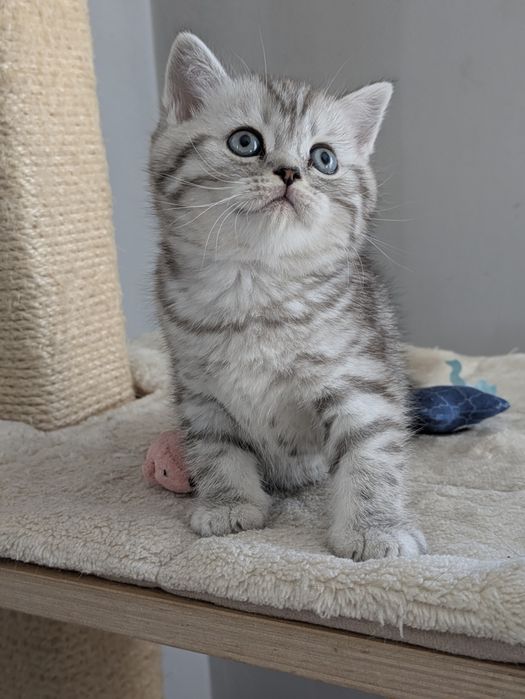 Kocur brytyjski silver tabby