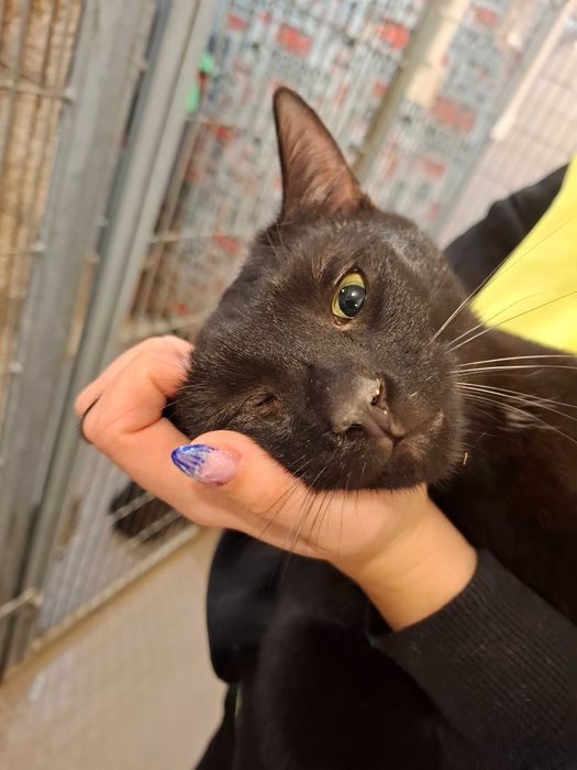 Bergamo-czy kiedykolwiek pozna smak prawdziwego?