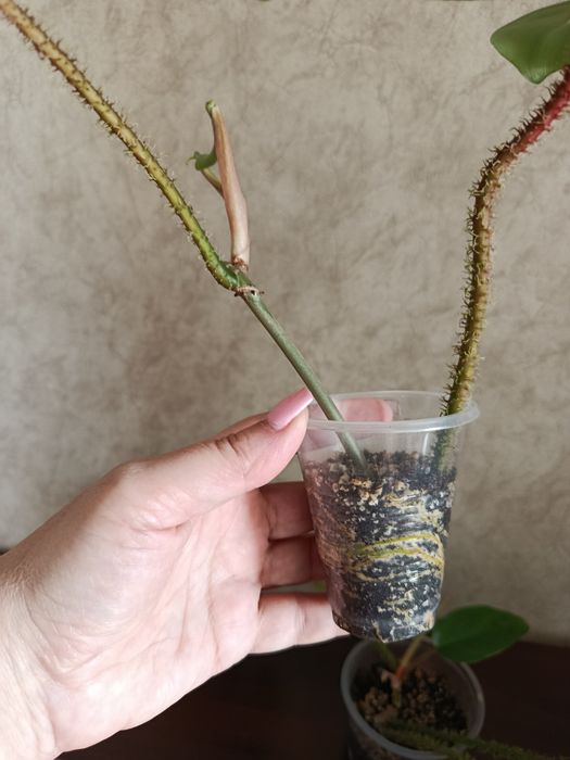 Филодендрон Чешуеносный.