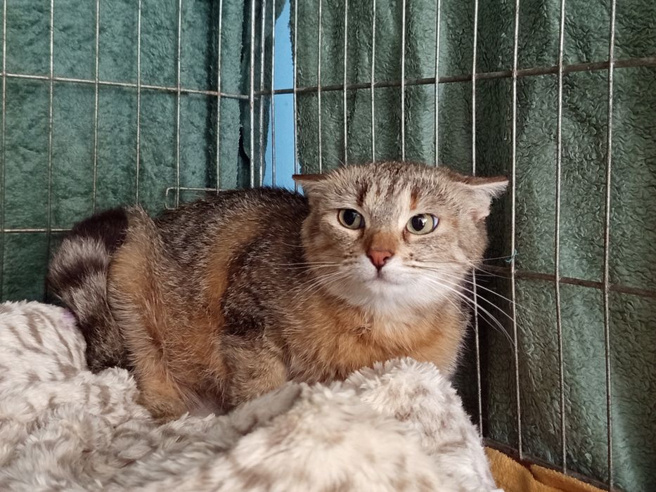Jola poleca się do adopcji