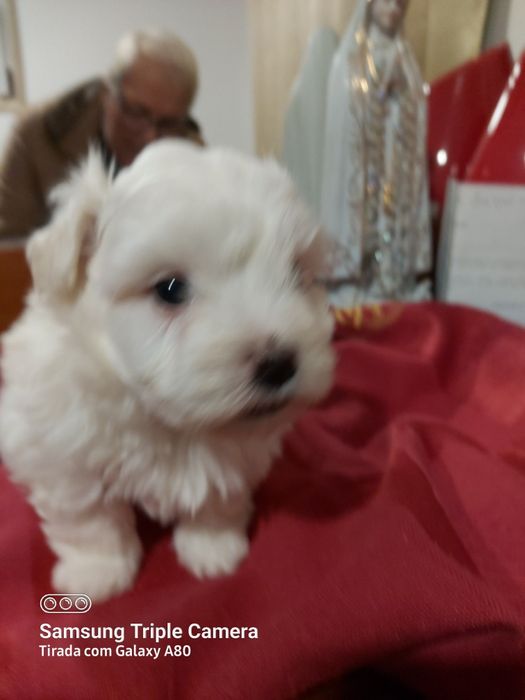 Lindo cachorrinho bixom maltes branquinho