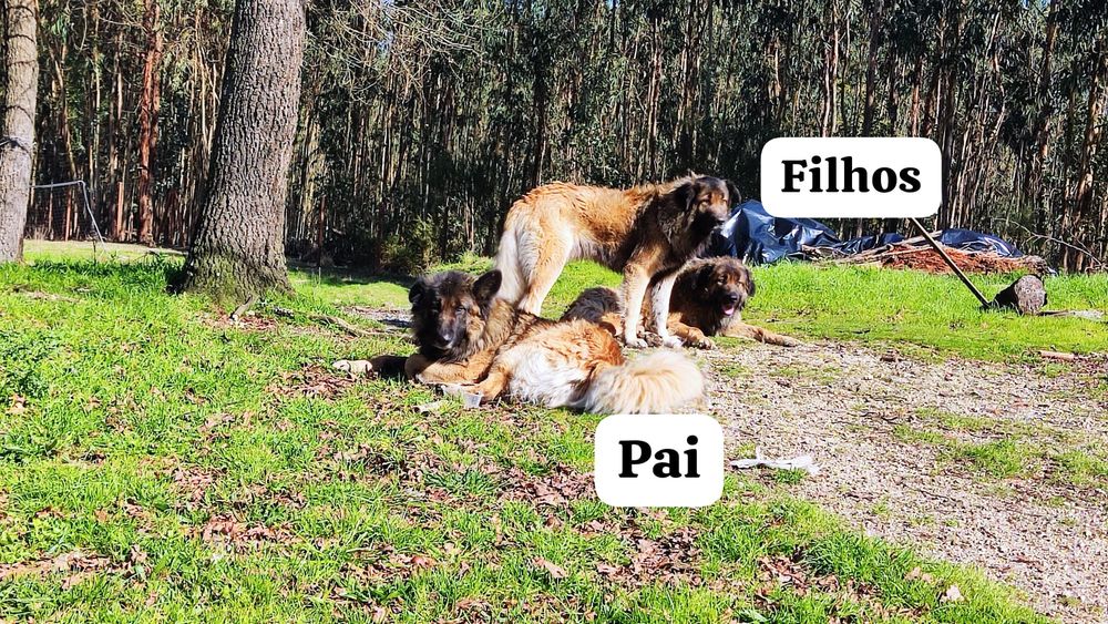 Cães serra da estrela bebés 2 machos