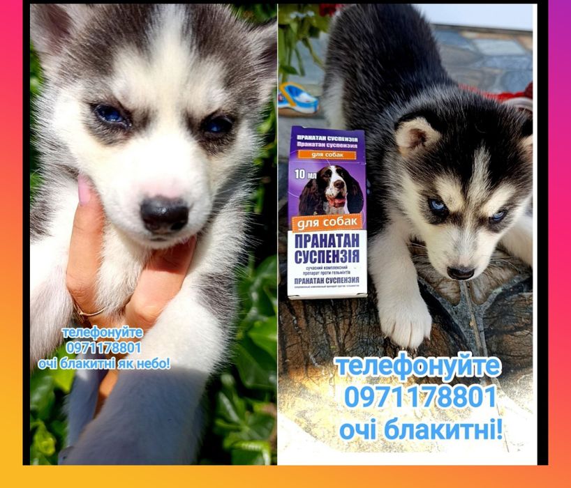 Блакитноокі хаскі — маленьке щастя чекає на вас