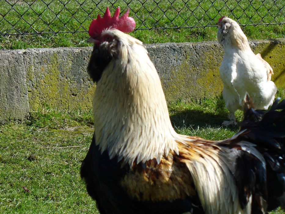 Fawerola łososiowa - jajka lęgowe