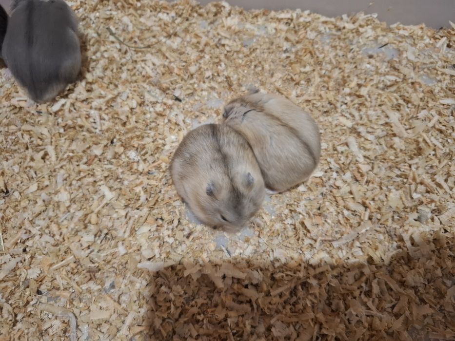 Chomik dżungarski chomiki dżungarskie młodziutkie