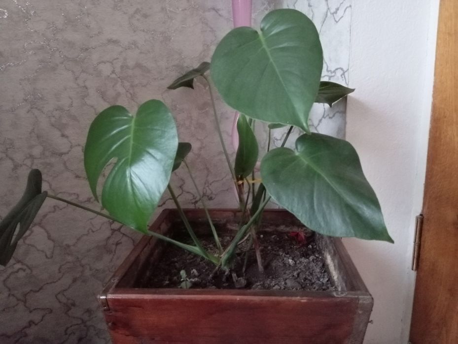 Вазон монстера .