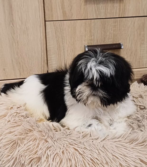 Sunia Shih-tzu gotowa do odbioru.