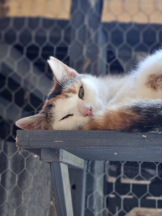 Podaruj dom Fancie przed zimą!