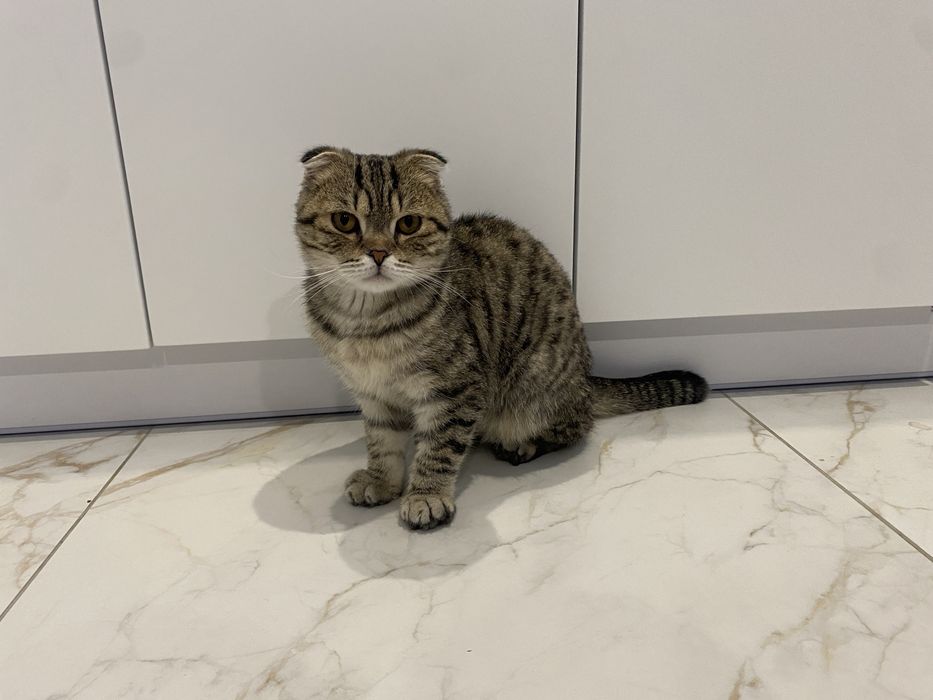 Вʼязка шотландський кіт