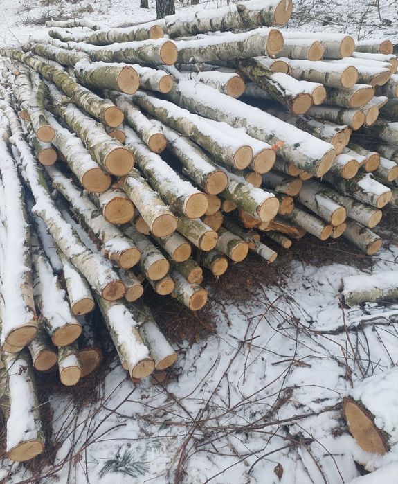 Sprzedam drewno brzoza