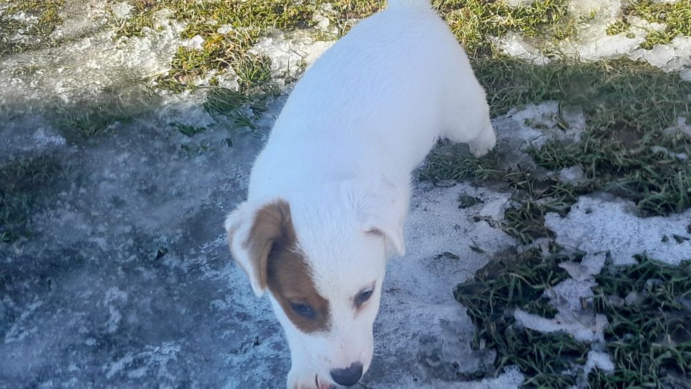 Jack Russell Terrier