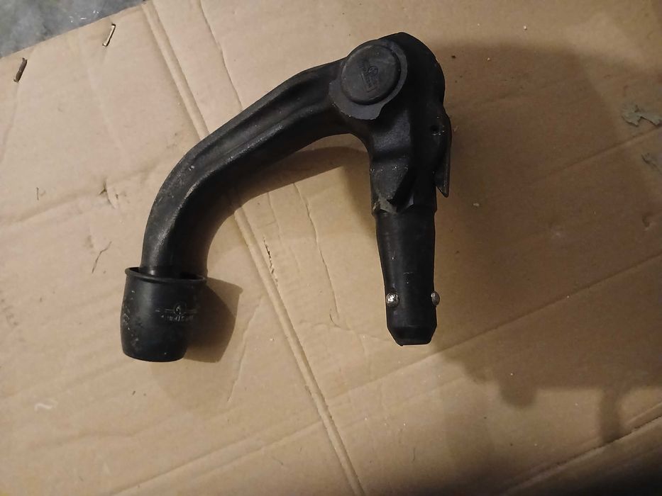 Hak kulowy  westwalina