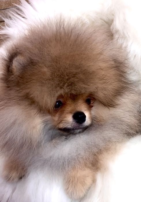 Міні красунчик .Померанський шпіц.