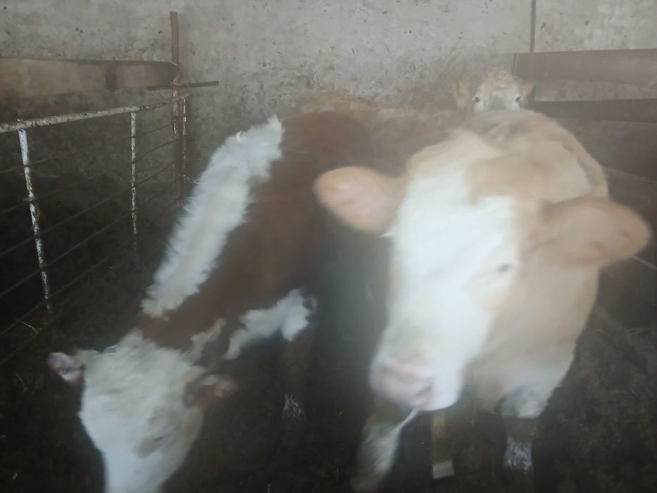 sprzedam  byk  jałówka