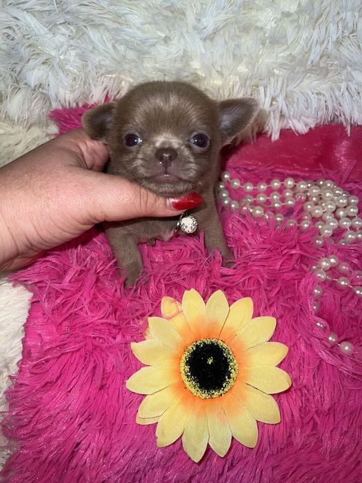 Лиловые принцессы чихуахуа