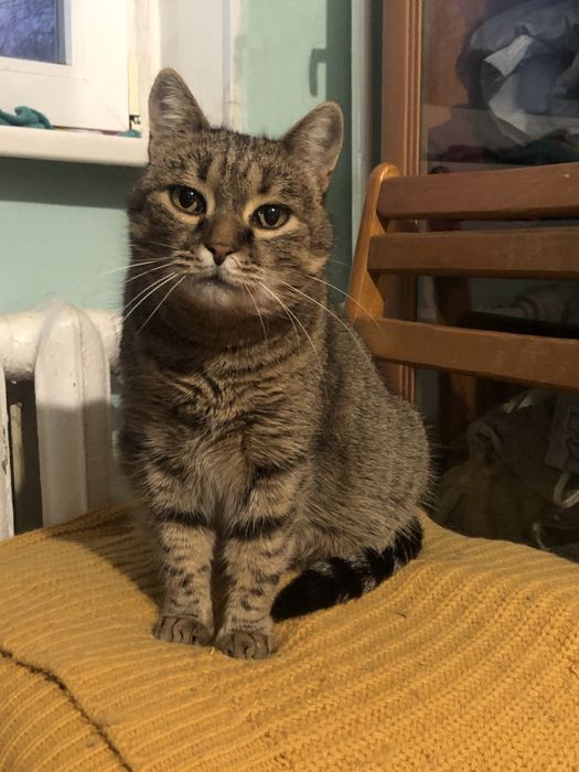 Кошка в добрые руки